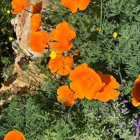 Les Caminols Casa de hóspedes